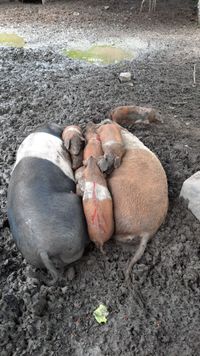 Unsere Sattelschweine mit Nachwuchs